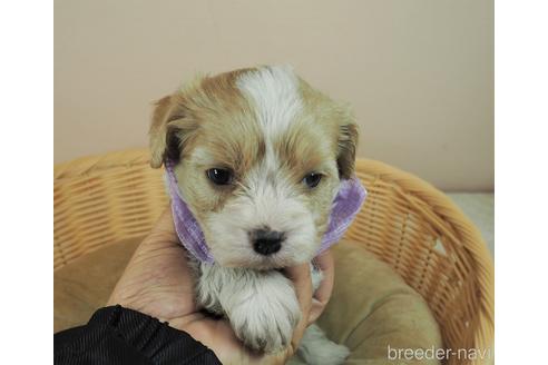 成約済の埼玉県のミックス犬-161206の1枚目